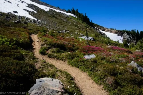 A dirt path travels through green meadows speckled with purple heather flowers while the higher hillside still hosts snow