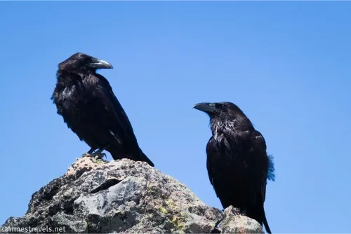 Two ravens on a rock