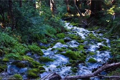 A stream tumbles downhill around mossy rocks