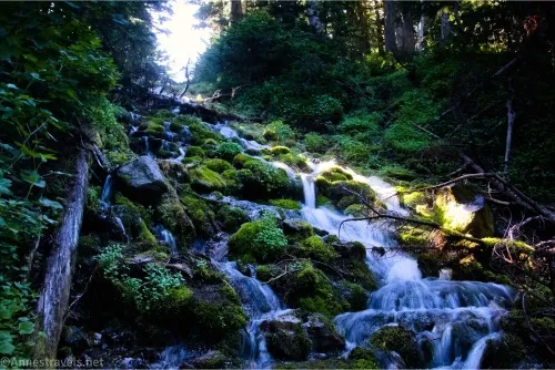 Rivulets of water tumble down a hillside between moss