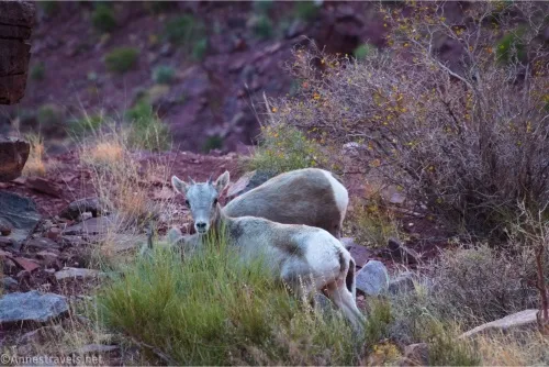 A baby bighorn sheep with a white rump behind a bush