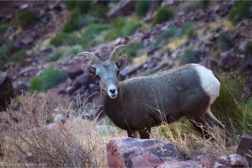 A bighorn sheep with a white rump