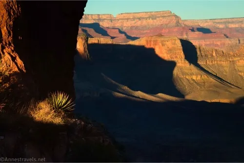 A small yucca plant illuminated by sunshine with cliffs of the Grand Canyon beyond
