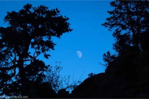 The moon rises in a blue sky behind silhouetted trees