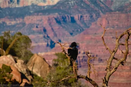 A raven in a dead tree with Grand Canyon cliffs in the background