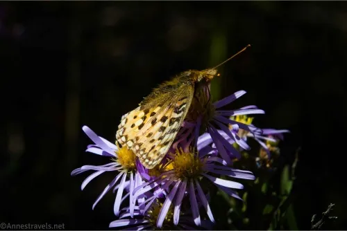 A butterfly with a furry body sits on a purple aster flower