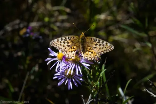 An orange butterfly with brown spots and white coloring sits on a purple flower with a yellow center