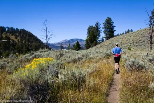 A hiker in a blue shirt walks on a narrow trail among sage brush bushes, beside yellow flowers, with trees and mountains in the distance