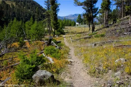 A trail passes between yellow flowers and green fir bushes heading into the distant mountains 