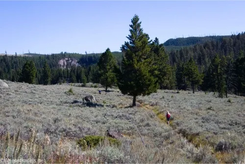Hikers and trees in a sage brush covered meadow