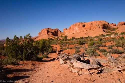 Dead desert tree trunks sit beside a red, sandy trail and green bushes with red slickrock domes in the distance
