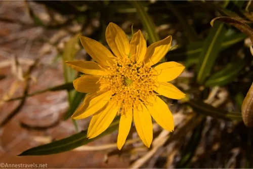 A yellow wildflower with a furry center