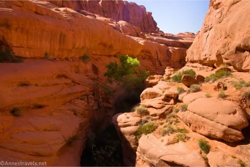 A desert canyon with towering red walls and a tree growing up in the middle