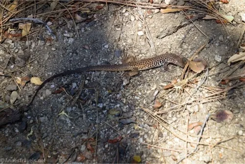 A lizard sits on gravel and pine needles