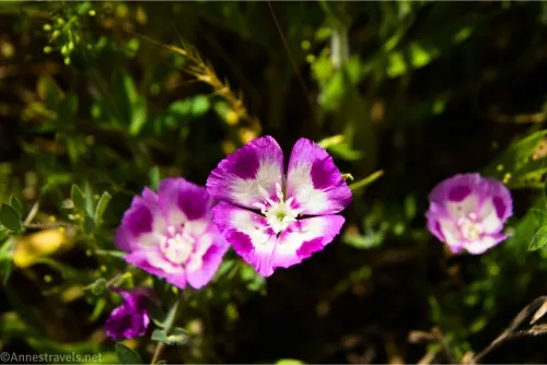 Purple and white wildflowers with greenery in the background