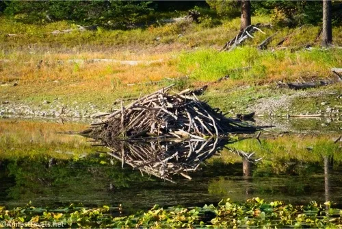 A beaver lodge reflected in a still pond 