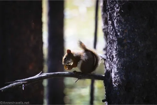 A squirrel sits on a pine branch eating a pinecone 