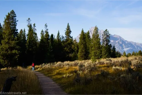 Trees and meadows with a hiker on a trail while a mountain peeks from behind the trees