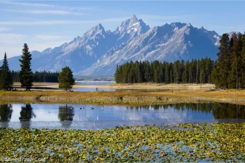 Towering, jagged mountains are reflected in a lily pad-clad pond with geese 