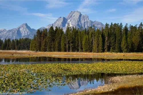 Towering mountains rise over fir trees and a lily pond with reflections of the mountains 