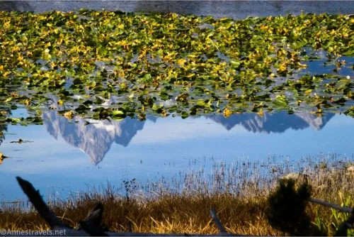 Lily pads cover part of the reflection of towering mountain peaks 