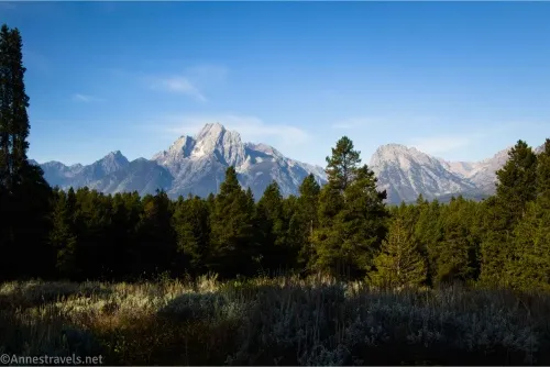 Towering mountains rise from behind fir trees across a meadow 