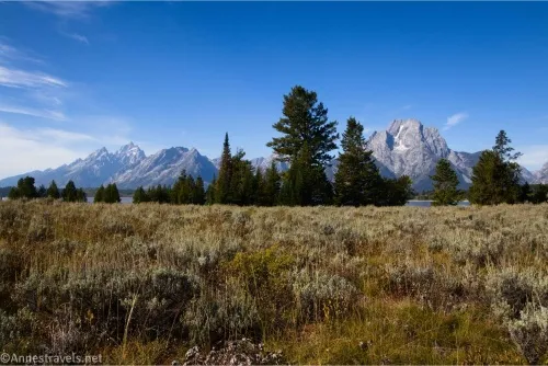 Mountains rise behind fir trees across a brushy meadow 
