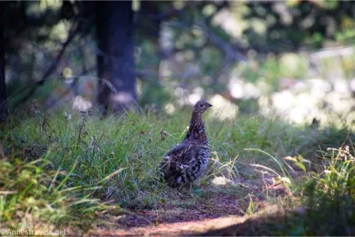A sooty grouse stands in a grassy forest 