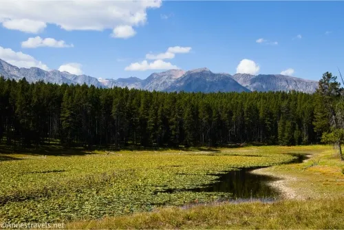 A lily pad pond with fir trees and mountains beyond