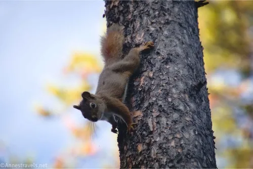 An unhappy squirrel on a the rough bark of a fir tree 