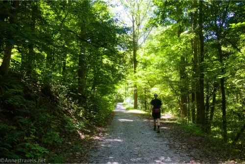 A hiker walks up a gravel road between trees