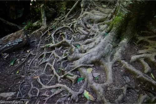 Tree roots wind away from the mossy trunk of a tree