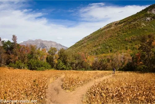 Two trails come together in a yellow meadow surrounded by treed mountains 