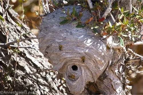 A hornet's nest on a tree with hornets crawling all over it