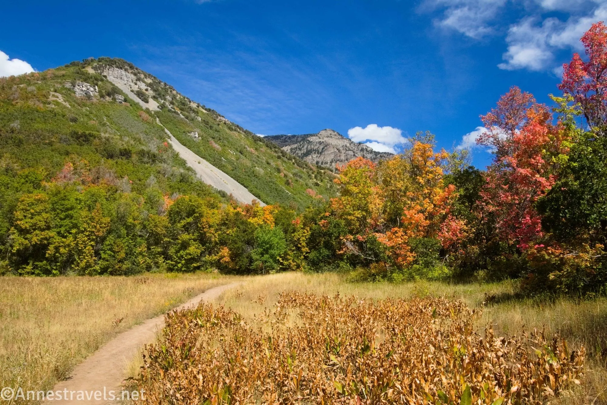 Colorful autumn trees line a yellow meadow with a grassy and a rocky mountains beyond 