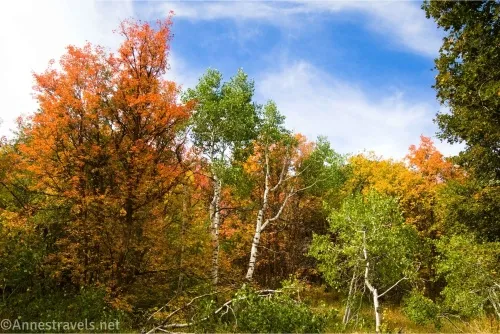 Colorful autumn trees below blue and cloudy skies