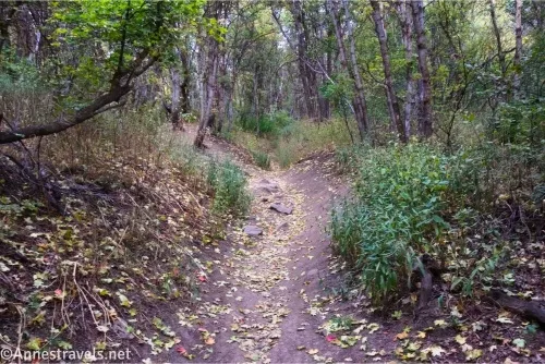 A trail half-covered with yellow leaves travels up through a forest