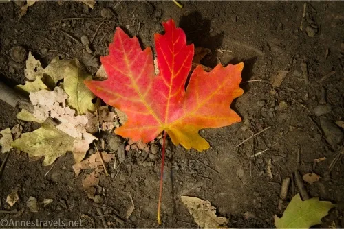 A red, orange, and yellow maple leaf on dirt 