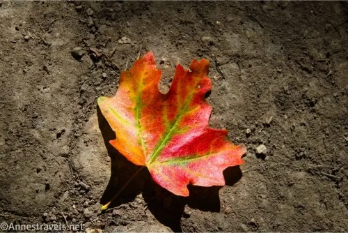 A red, green, and yellow maple leaf on dirt 