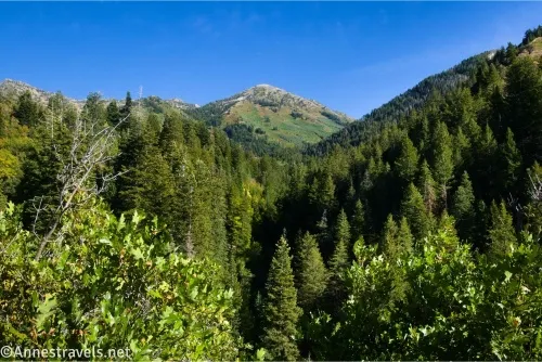 A green mountain rises above a tree-filled canyon under a blue sky 