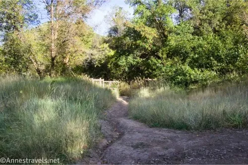 A trail disappears into the grass and trees 