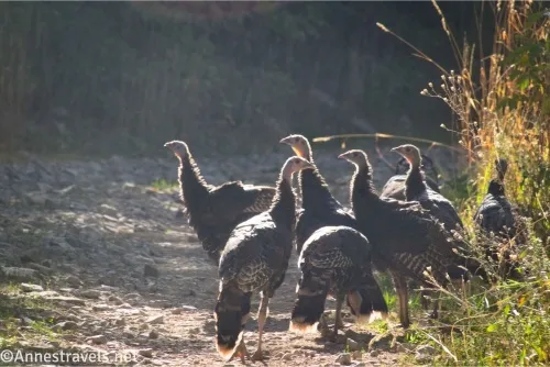 A group of wild turkeys on a dirt road