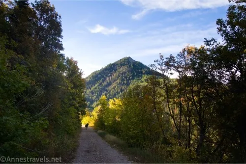 A road travels between trees to yellow trees and a pointed mountain peak 