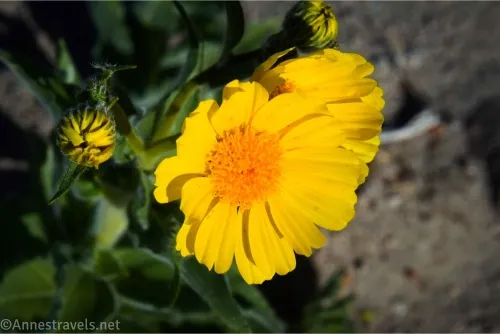 A yellow flower with a yellow center 