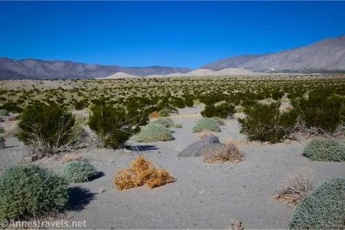 Greasebushes on a desert plain with sand dunes and mountains beyond