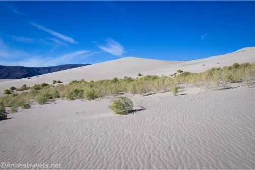 Ripples in the sand lead to low brush and sand dunes
