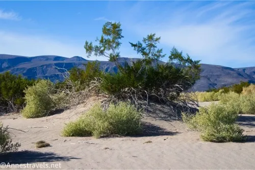 Sagebrush and greasebrush atop sand with mountains beyond