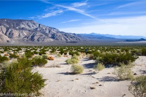 Greasebushes and sagebrush cover a desert plain with mountains in the distance