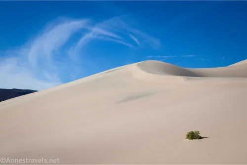 A sand dune with a single greasebush and swirling clouds above 