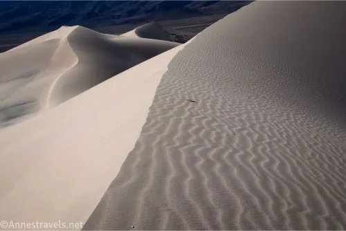 Texture in the ridgeline of a sand dune